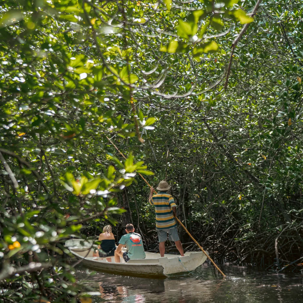 Mangrove Tour